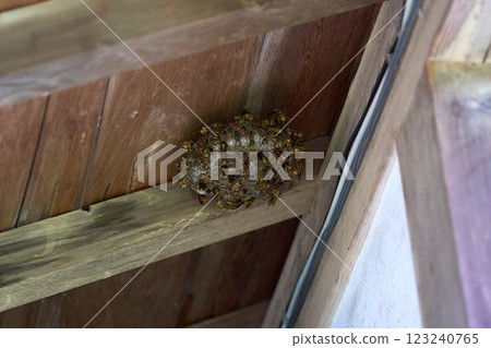 Wasp nest on the eaves 123240765