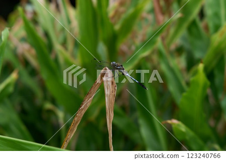 Shiokaratombo Shiokaratombo 123240766