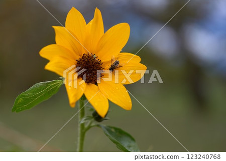 向日葵上的食蚜蠅 向日葵上的食蚜蠅 123240768