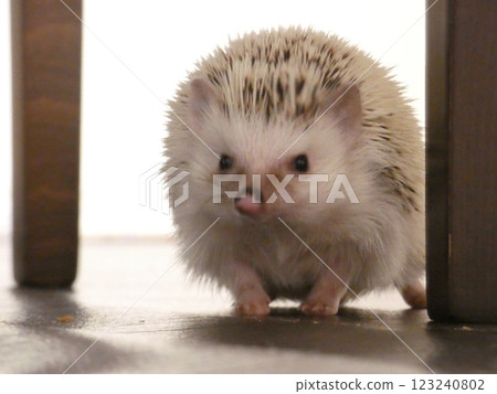 刺蝟大冒險 123240802