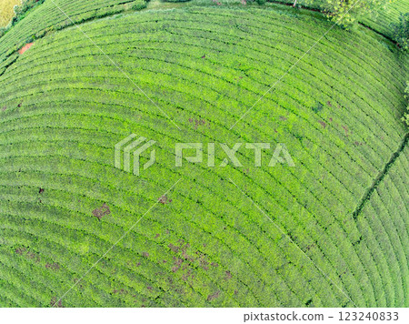 High angle view Rows of growing tea plantation at Long Coc mountains, Phu Tho province,Texture of Green tea leaf in northern Vietnam High angle view Rows of growing tea plantation at Long Coc mountains, Phu Tho province,Texture of Green tea leaf in northern Vietnam 123240833