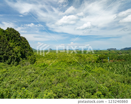 Tropical green mangrove forest trees,Amazing sea bay ecology system aerial view green trees texture background 123240860