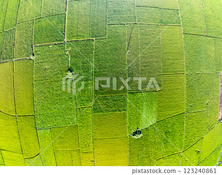 Aerial top view of Green rice field at northern vietnam,Beautiful destination in Northern Vietnam,Travel and landscape concept, Nature and rice fields background 123240861