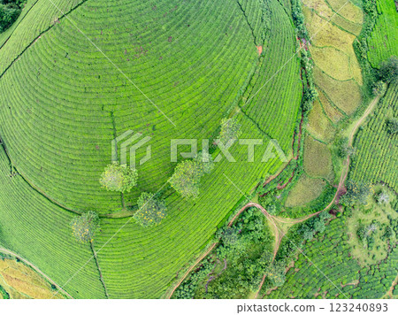 High angle view Rows of growing tea plantation at Long Coc mountains, Phu Tho province,Texture of Green tea leaf in northern Vietnam High angle view Rows of growing tea plantation at Long Coc mountains, Phu Tho province,Texture of Green tea leaf in northern Vietnam 123240893