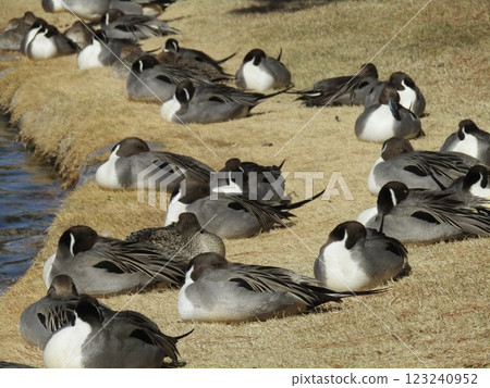 稻毛海濱公園濱池的冬季候鳥針尾鴨 123240952
