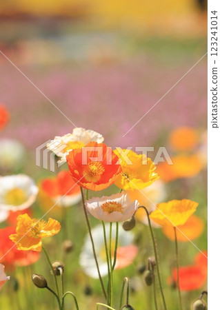 Iceland Poppy 1388 123241014