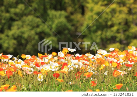 冰島罌粟 1440 123241021