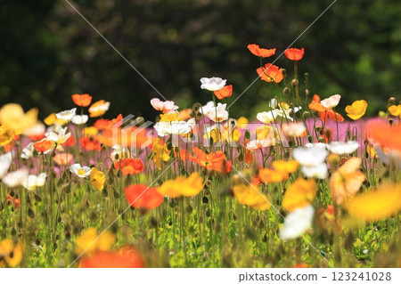 Iceland Poppy 1503 Iceland Poppy 1503 123241028