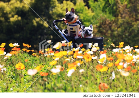 狗 鬥牛犬 1560 狗 鬥牛犬 1560 123241041