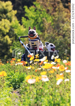 狗 鬥牛犬 1563 狗 鬥牛犬 1563 123241042