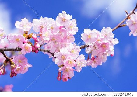 河津櫻花 7531 河津櫻花 7531 123241043