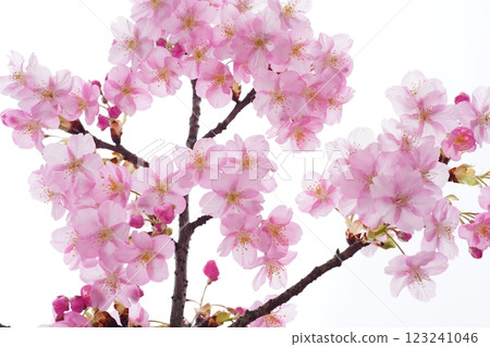Kawazu cherry blossoms 7683 123241046