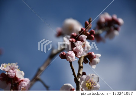 白梅花 123241097