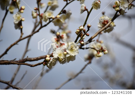 Plum blossoms starting to bloom Plum blossoms starting to bloom 123241108
