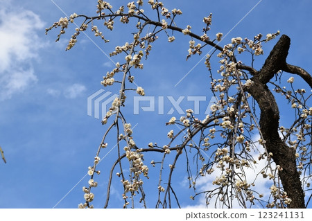 White plum shining in the blue sky White plum shining in the blue sky 123241131