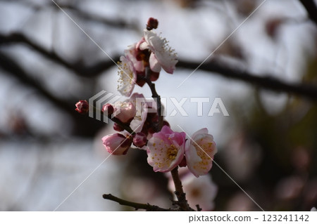 Plum blossoms telling the spring Plum blossoms telling the spring 123241142