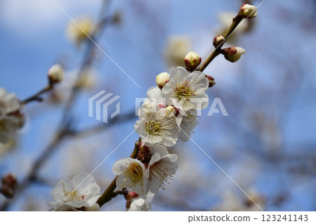 白梅花 白梅花 123241143