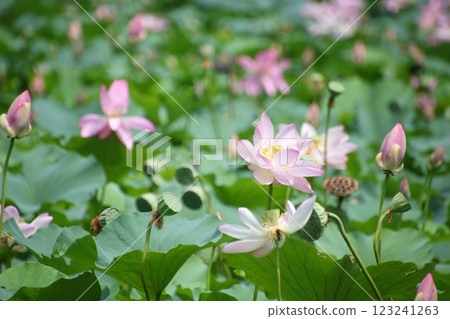 Lotus flower pond ⑨ Lotus flower pond ⑨ 123241263