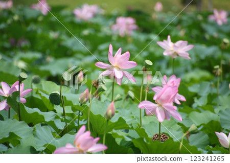 Lotus flower pond ⑩ Lotus flower pond ⑩ 123241265
