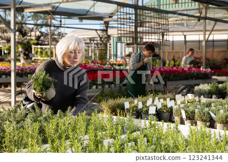 Elderly woman choosing rosemary in pot Elderly woman choosing rosemary in pot 123241344
