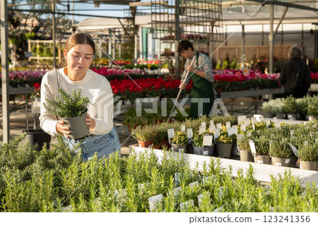 Woman choosing a rosemary bush in the store Woman choosing a rosemary bush in the store 123241356