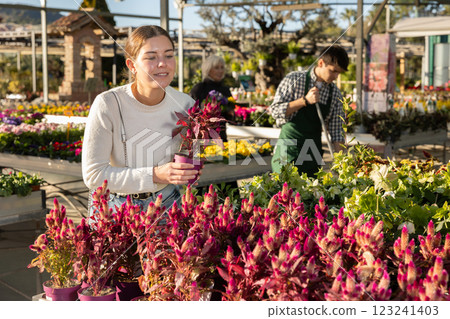 Woman chooses celosia mix 123241403