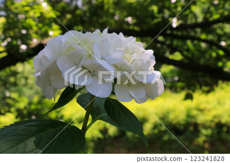 白色繡球花 123241828