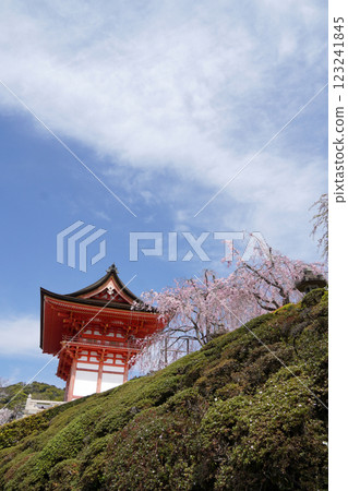 清水寺的仁王門在春天蔚藍的天空下閃閃發光 123241845