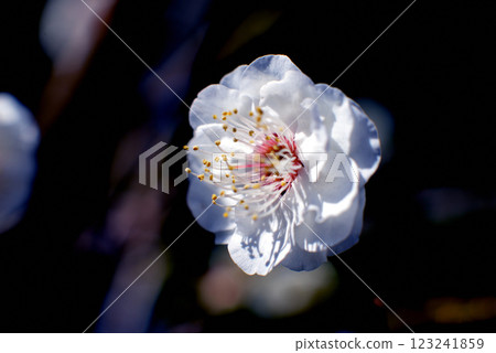 Flowers Flowers 123241859