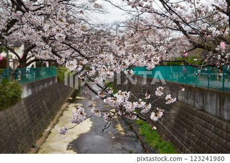 Cherry blossom trees along Aso River, Kanagawa Prefecture Cherry blossom trees along Aso River, Kanagawa Prefecture 123241980