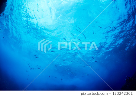 School of horse mackerel Ogasawara 123242361