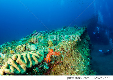 閃亮的海參小笠原 123242362