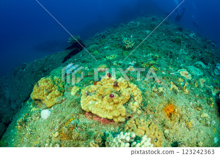 帶刺的荊棘小笠原 123242363