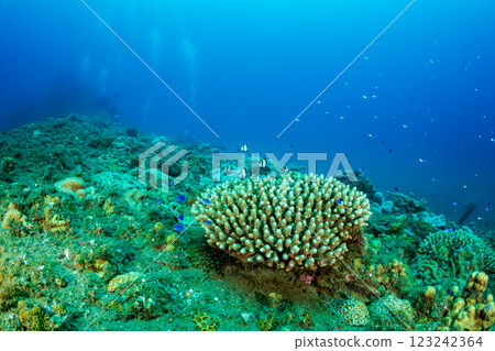Two-striped Ryukyu Damselfish Ogasawara 123242364