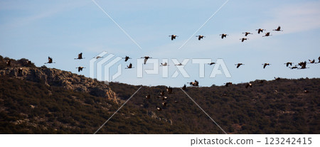 Migration of flock of cranes in the sky Migration of flock of cranes in the sky 123242415