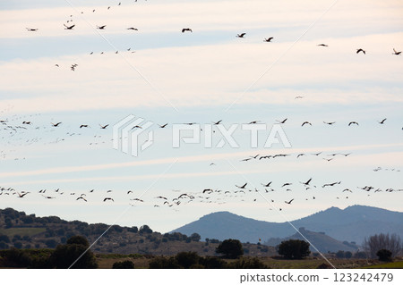 Flight of migrating cranes in cloud sky. Gallocanta area. Spain Flight of migrating cranes in cloud sky. Gallocanta area. Spain 123242479