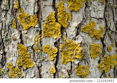 Textured tree bark with vibrant moss patches showcasing macro nature textures 123242481