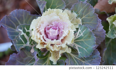 Habutton在冬季花床上盛開 Habutton在冬季花床上盛開 123242511