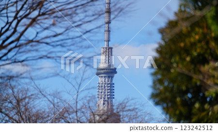 透過樹林看到晴空塔 透過樹林看到晴空塔 123242512