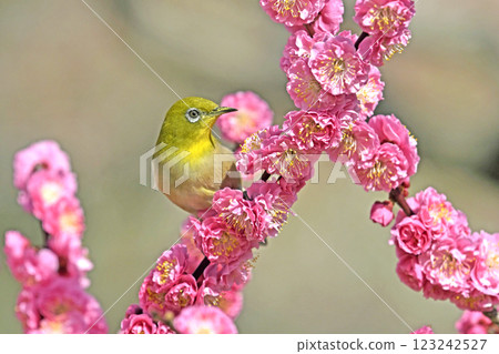 A white-eye on a red plum blossom in full bloom (spring image) (heartwarming image) A white-eye on a red plum blossom in full bloom (spring image) (heartwarming image) 123242527