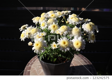 Potted white daisies Potted white daisies 123242575