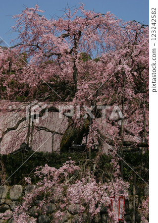 春天、櫻花和白牆 春天、櫻花和白牆 123242582