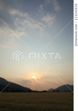 Summer, sunset and wheat field Summer, sunset and wheat field 123242616