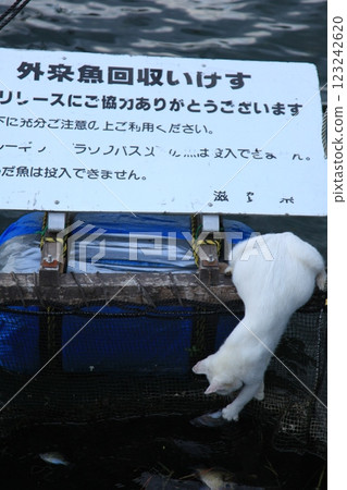 No release 123242620