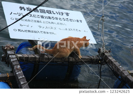 警戒的貓 警戒的貓 123242625