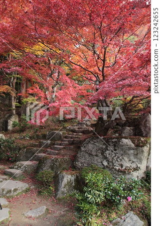 Autumn leaves serious height Autumn leaves serious height 123242655