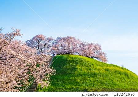 Marugameyama古墳（Sakitama Mound Tomb Park）的櫻花 123242686