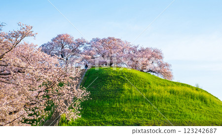 Cherry blossoms of the Marugameyama ancient burial mound (Sakitama Mound Tomb Park) Cherry blossoms of the Marugameyama ancient burial mound (Sakitama Mound Tomb Park) 123242687