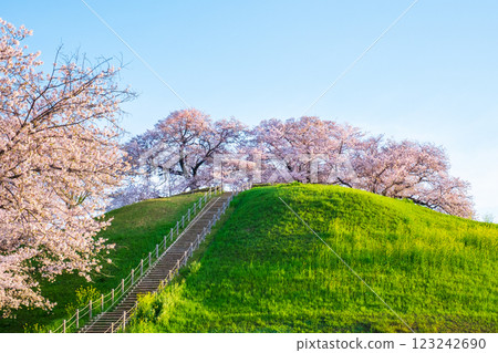 Marugameyama古墳(Sakitama Mound Tomb Park)的櫻花 Marugameyama古墳(Sakitama Mound Tomb Park)的櫻花 123242690