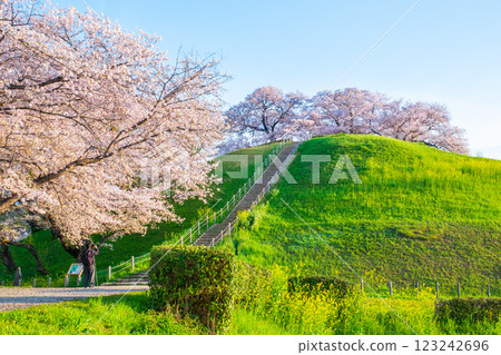 Cherry blossoms of the Marugameyama ancient burial mound (Sakitama Mound Tomb Park) Cherry blossoms of the Marugameyama ancient burial mound (Sakitama Mound Tomb Park) 123242696